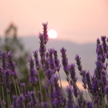 Lavendel Frischpflanzentüchlein von Alpmed 
